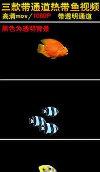 谁爆料热带鱼了视频,热带鱼视频引发热议,真相究竟如何? 第3张 谁爆料热带鱼了视频,热带鱼视频引发热议,真相究竟如何? 第3张