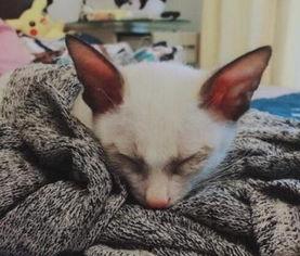 捡来的猫男友在线观看,在线观看揭开奇幻爱情之谜 第2张 捡来的猫男友在线观看,在线观看揭开奇幻爱情之谜 第2张